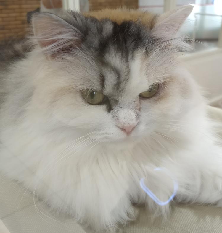 ぷくのプロフィール画像